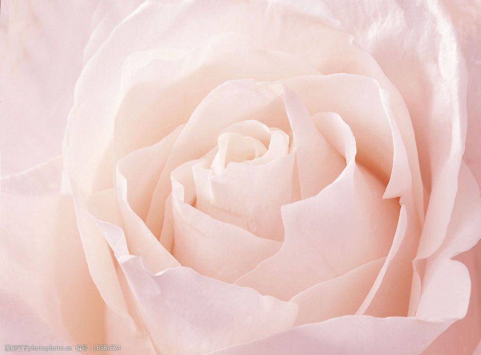 情人节清新粉玫瑰图片