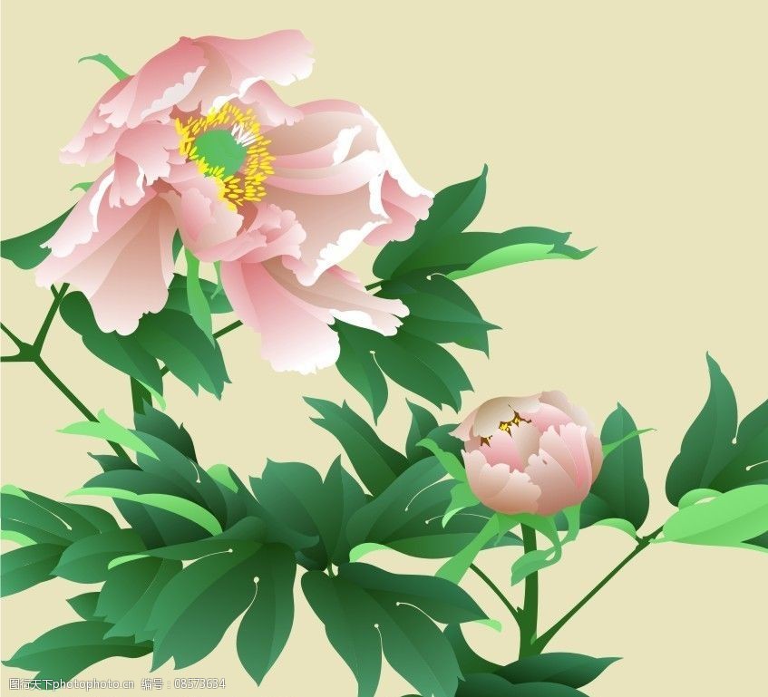 关键词:cd做的牡丹 花卉写实 插画 牡丹 生物世界 花草 矢量图库