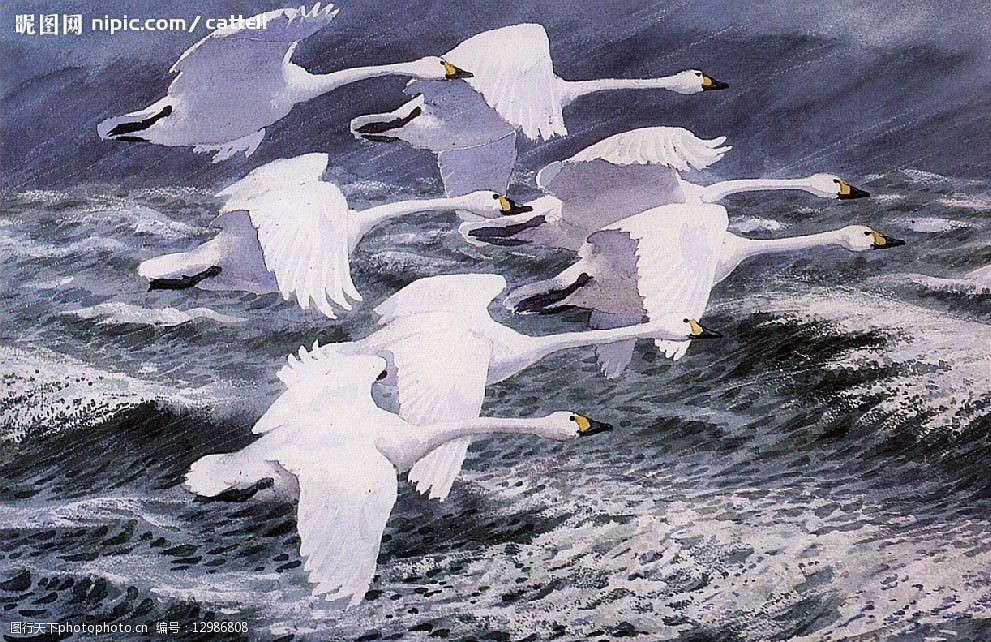 天鹅油画稿图片