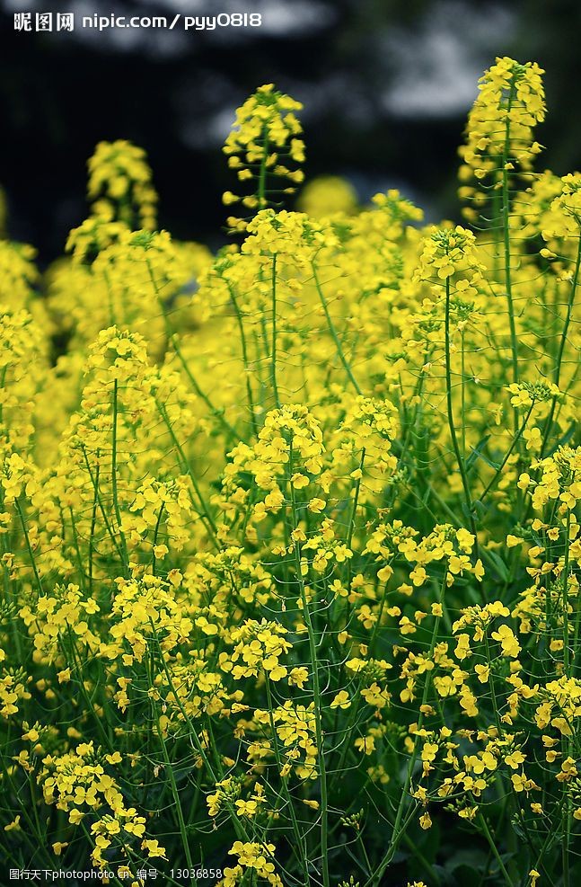 油菜花圖片