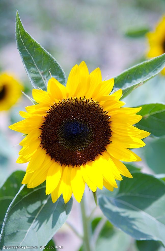 關鍵詞:向日葵太陽花 向日葵 太陽花 綠葉 生物世界 花草 攝影圖庫