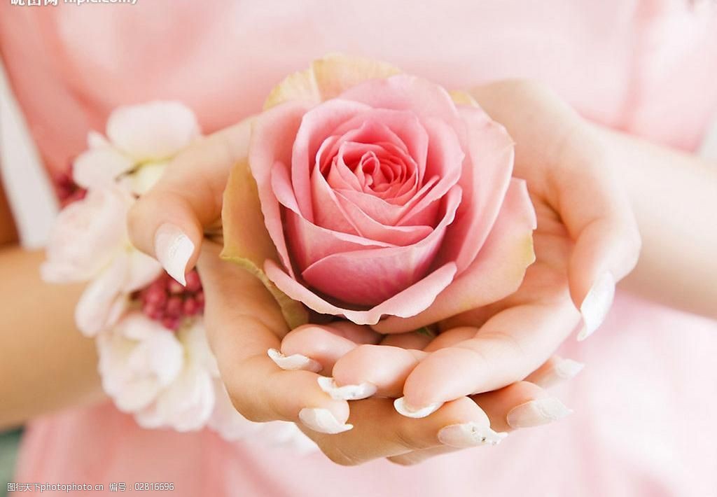 情人节芳香粉红玫瑰茉莉花环少女双手图片