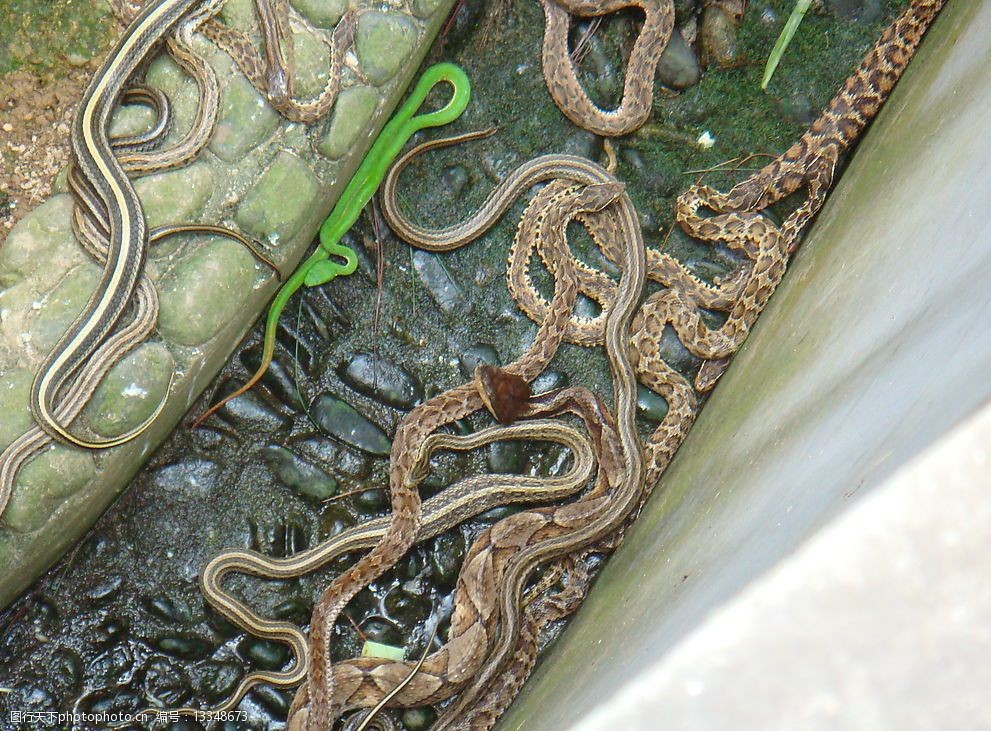 木鱼湖公园蛇群图片