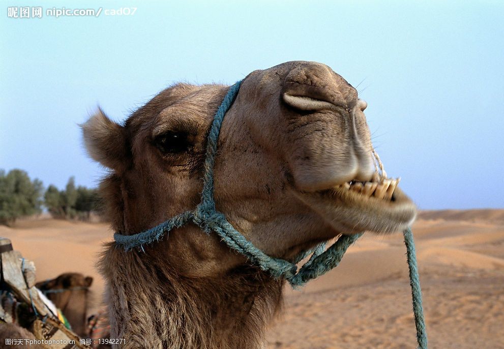沙漠骆驼学霸版图片