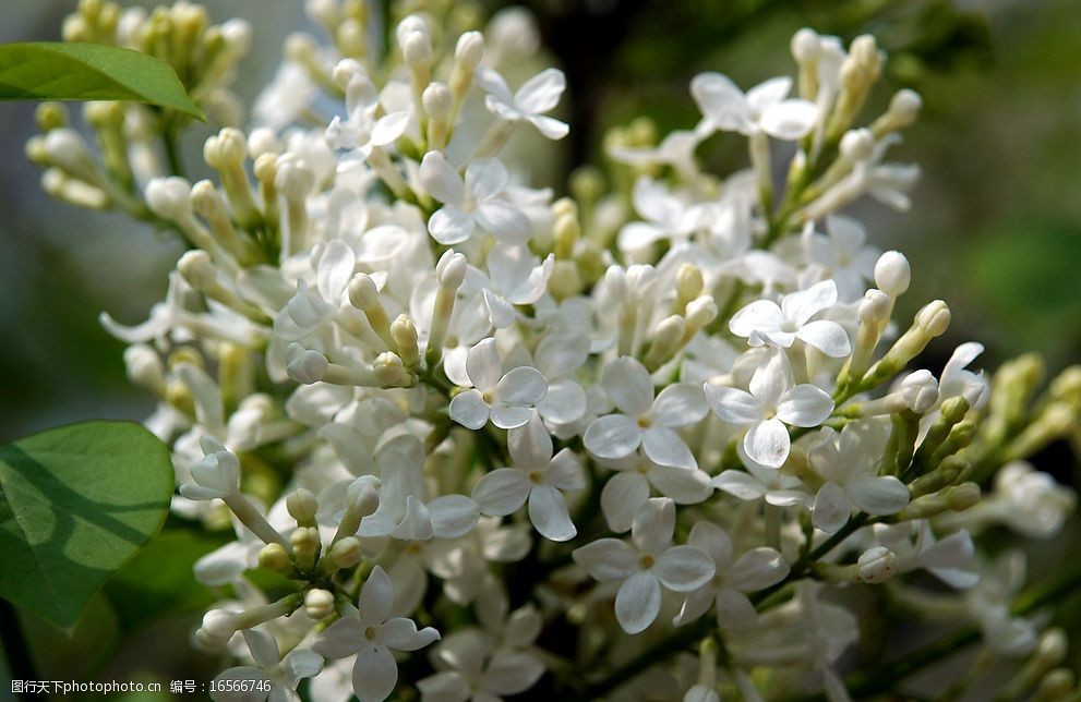 丁香花白丁香圖片