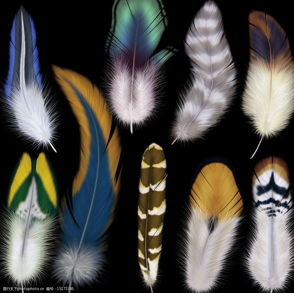 9款精美羽毛psd素材图片