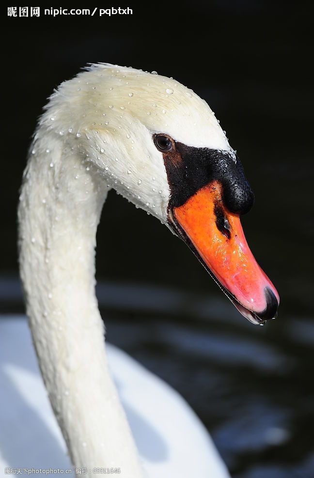 头上顶着水珠的天鹅图片
