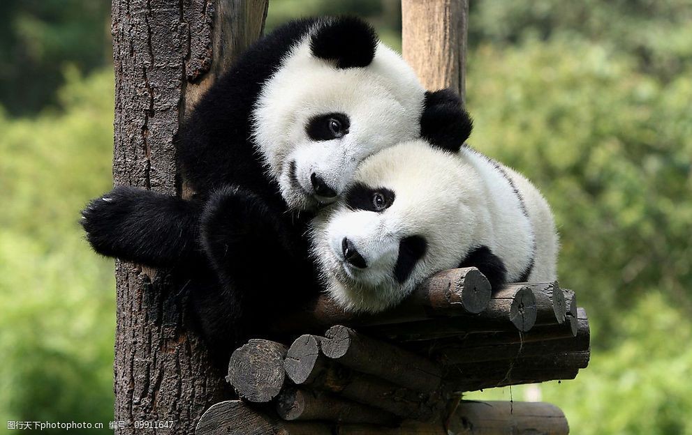 一双可爱的熊猫宝宝图片