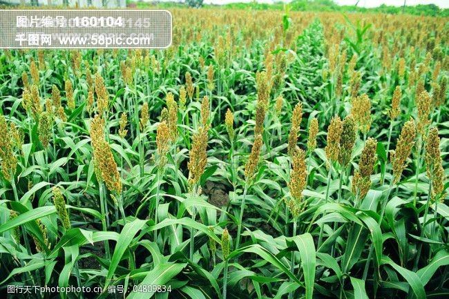 田园蔬菜绿色菜地番茄辣椒水稻青菜豆新鲜葫芦芦荟无公害瓜茄子