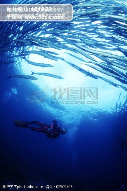 深海海底世界生物珊瑚鱼群潜水员探秘礁石安静海胆水母鱼海星