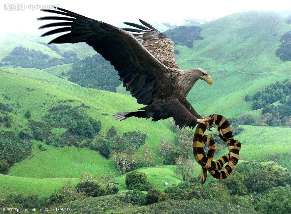 鹰抓蛇图片