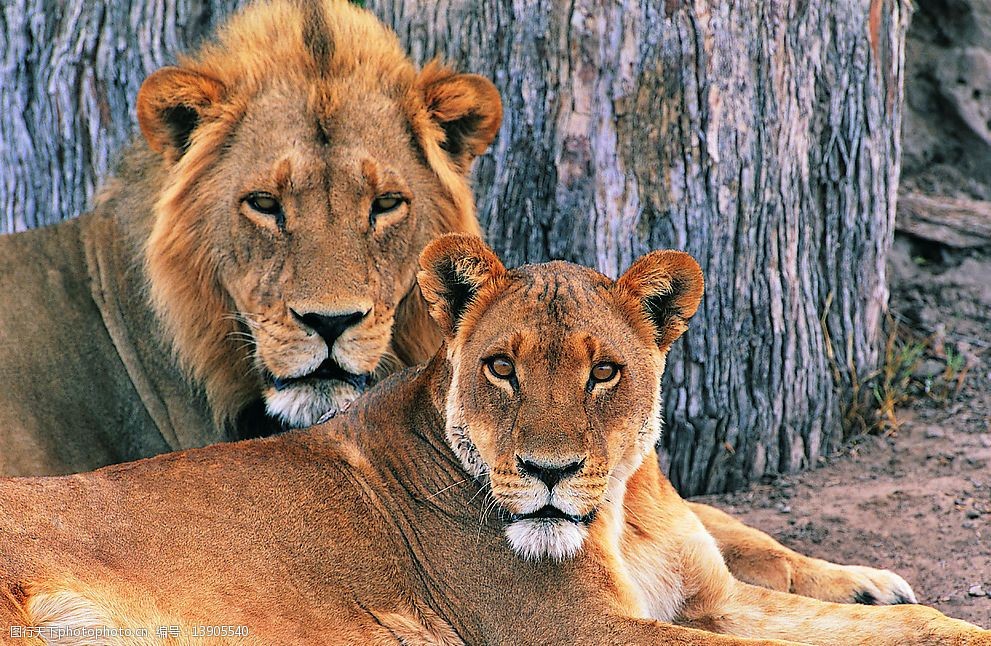 關鍵詞:依偎的獅子 獅子 石頭 依偎 家庭 生物世界 野生動物 攝影圖庫