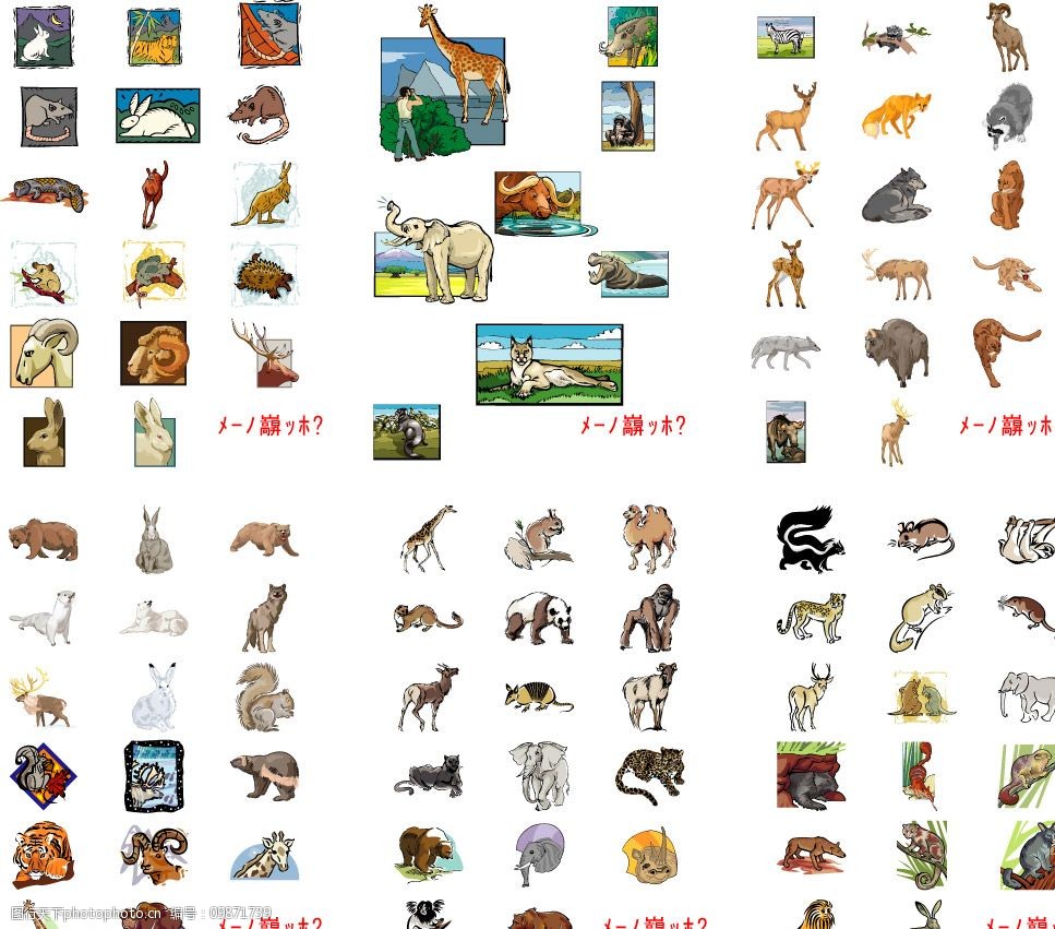热带雨林动物名字图片
