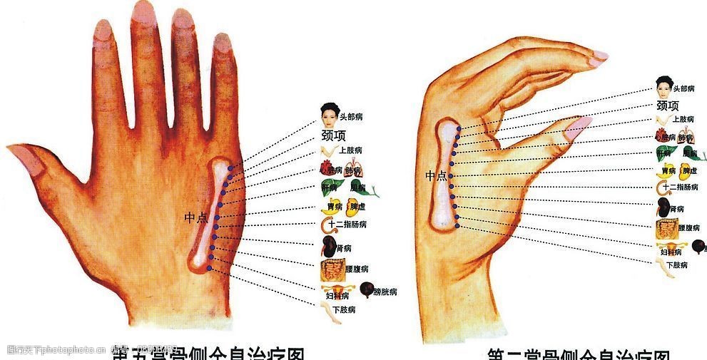 手部乳腺反射区图图片