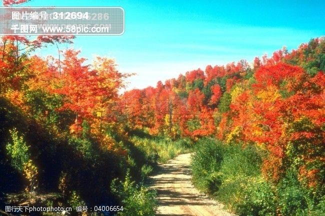 秋天秋季枯木落葉樹葉樹木楓樹楓葉紅葉樹林風景風光廣告素材大辭典