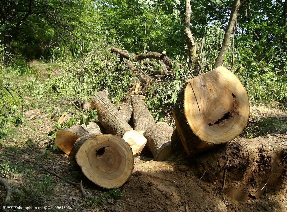被砍伐的樟树 樟树 树墩 被破害的森林 森林 生物世界 树木树叶 摄影