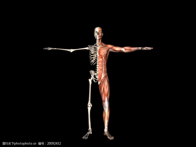 肌肉人体模型0029