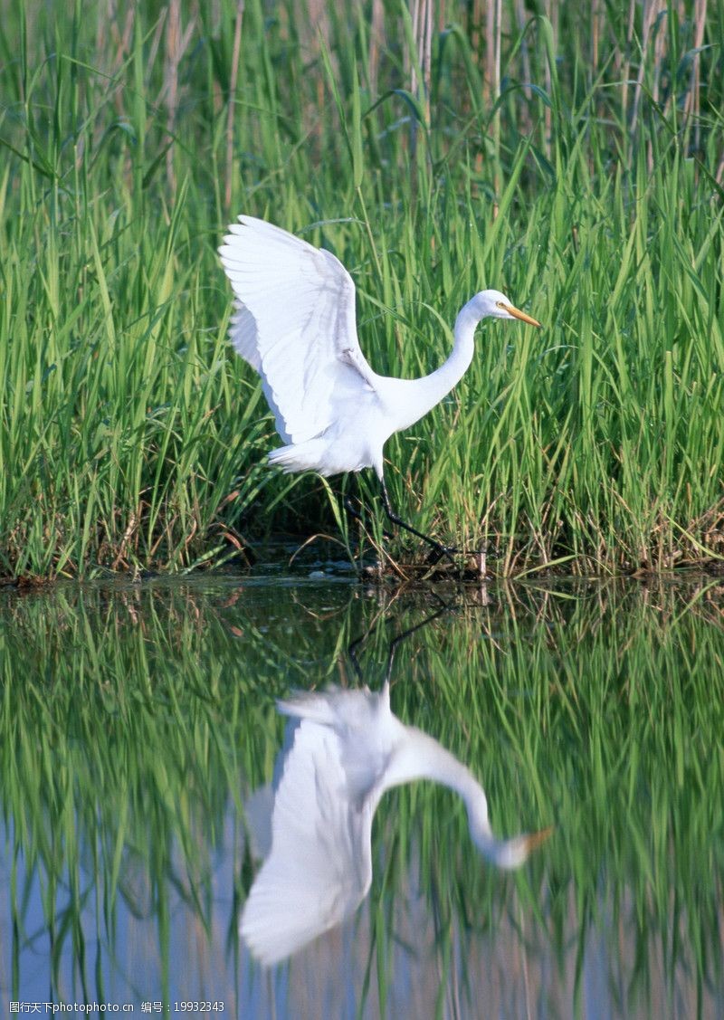 关键词:四季鸟鸣 动物